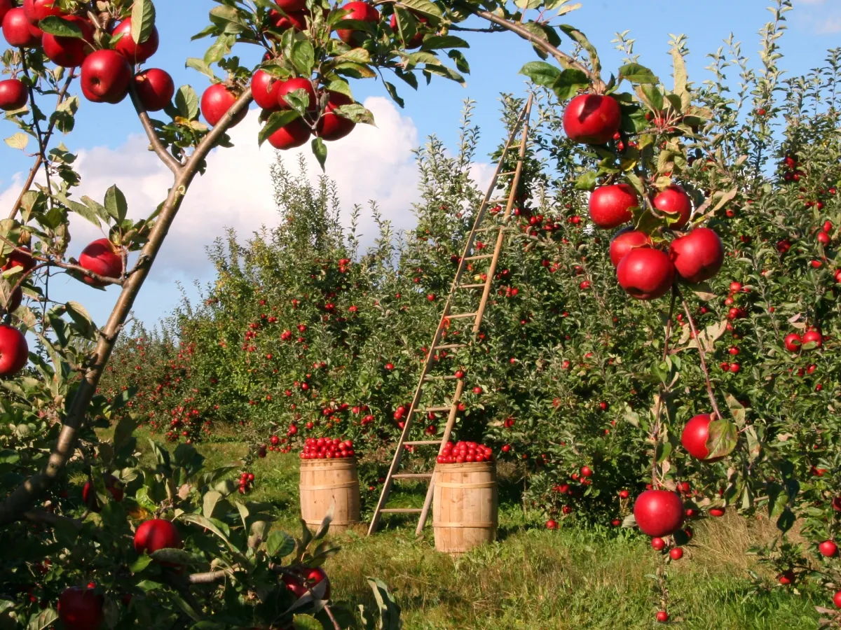 How to Transition to Organic Farming: A Step-by-Step Guide