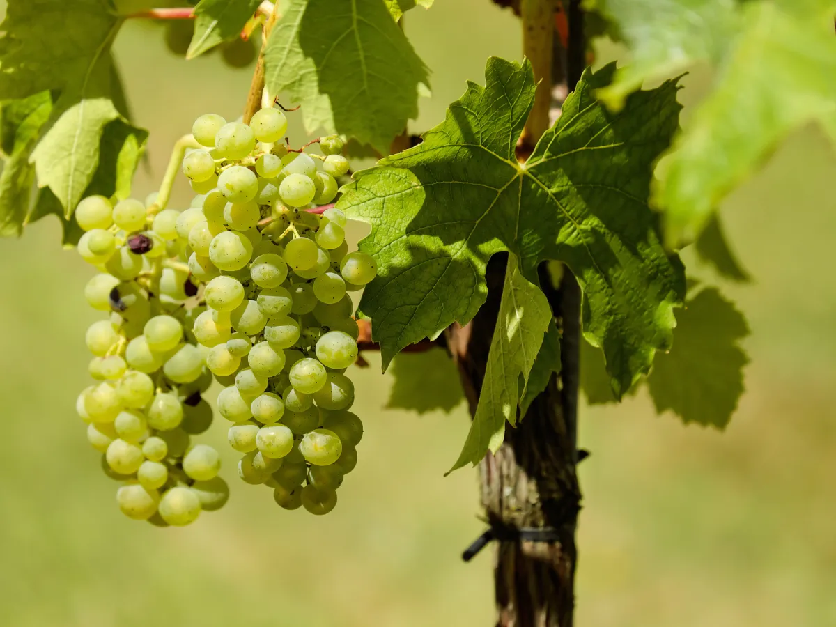 Understanding Crop Rotation: How It Benefits Your Farm